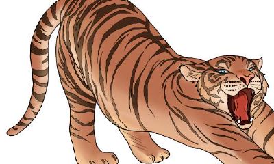 属虎和属鸡的相克化解（属虎的和属鸡的相配吗）