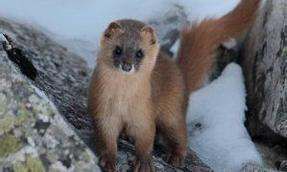 为什么都说黄鼠狼是黄大仙（黄鼠狼叫黄大仙）