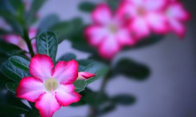 水瓶座把秘密告诉你（白羊座把你当朋友的表现）