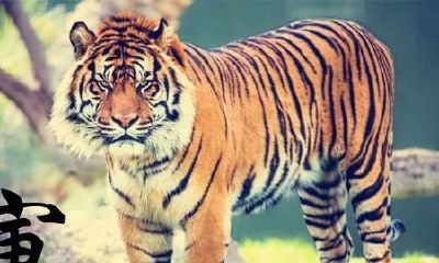 2023年6月五行属性（2023年的五行属性是什么）