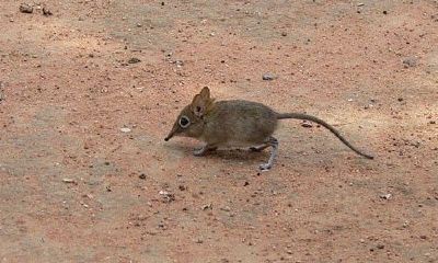 梦见老鼠钻进袖子里（周公解梦梦见老鼠钻衣服里）