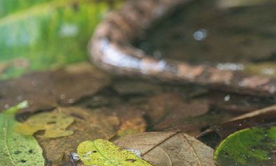 01年属蛇的男生（1998属虎女婚姻与命运）