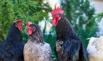 处女座穿什么鞋好看小学生（紫薇斗数基础入门36期）