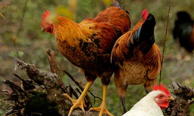 属鸡今天运气方向（属鸡每天打牌财运）
