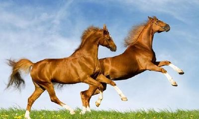 七八年属马今年多少岁（1978年属马今年财运）