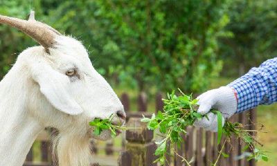 属羊人跟属龙的合作可以吗（属羊龙在一起合作可以吗）