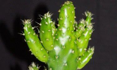 招财手不开花（招财手如何才能开花）