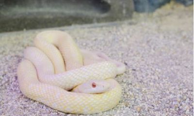 梦到蛇和猫预示着什么（女人梦见蛇被打死预示着什么）