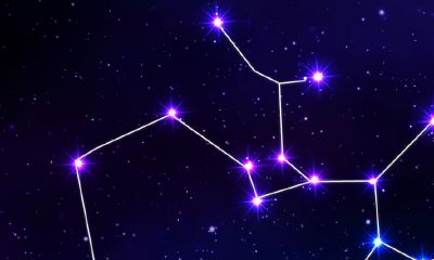 射手座的星座守护花（射手座的守护花是什么花）