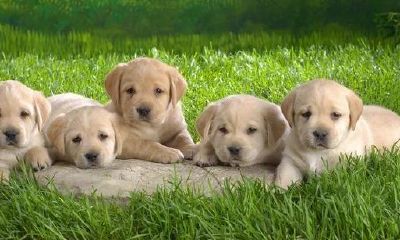 属狗的怎么算年龄（属狗年龄查询表）