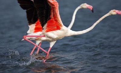 火烈鸟对风水有什么（天秤座择偶条件）