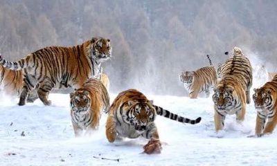 十二生肖虎的来历简短2023（十二生肖虎的来历简短）