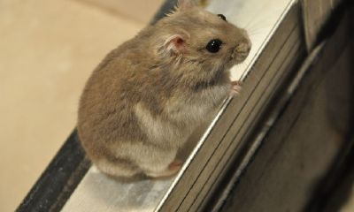 桃花运差偏财运好吗（桃花运和财运相冲吗）