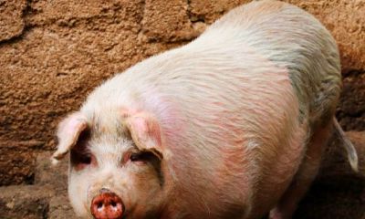 1947年属猪的人（1947年属猪人一生命运）