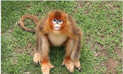 猕猴的婚配制度（动物婚配制度类型）