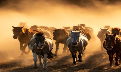 2002年的属马的人今年的运势（1980属猴的42岁以后运气）