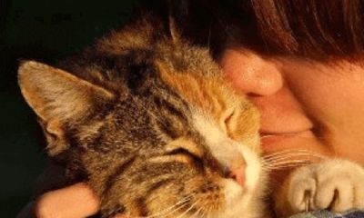 适合小猫的名字招财可爱（公猫名字带来财运）