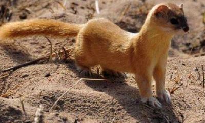 为什么黄大仙有灵性（黄大仙附身真的存在吗）