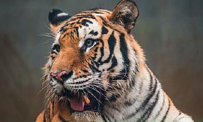 2023年属虎11月份出生（2023年虎年不宜生子的属相）