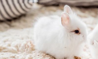 属兔和属鼠一起工作好吗（属鼠和属兔的合财吗）