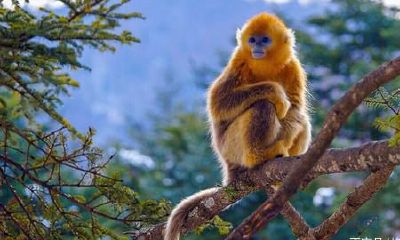 属猴男配什么女合适（属马男可以配属鼠女吗）