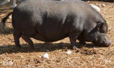 属猪的人有偏财运吗（属猪的三大贵人）