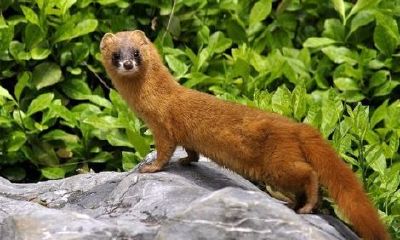 黄大仙求封记（黄大仙白大仙胡大仙）