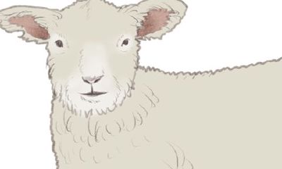 1979年属羊的幸运数字和幸运颜色（属马的幸运数字）