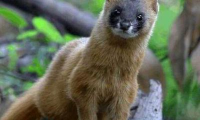 碰到黄大仙讨封怎么办（请黄大仙走要说什么话）