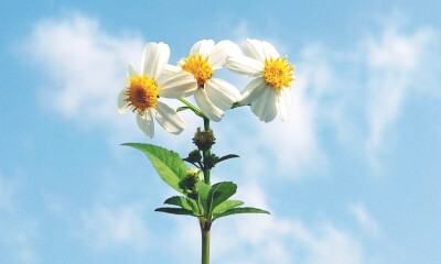 1996年属鼠是什么水命吗（1996年属鼠是什么命男）