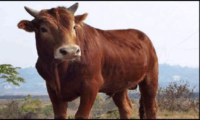 属牛的人是多少年的（属牛的人是什么命）