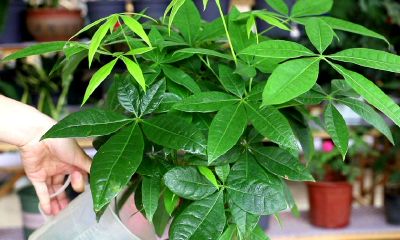 招财树可以浇茶水吗（女龙男蛇婚配如何）