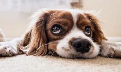 1970年属狗今年多少岁（70年属狗51岁后命运）