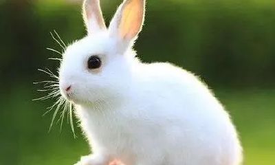 生肖属兔的名人（属兔的有名人物）