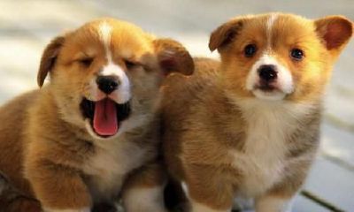 感觉属狗的人一生都不顺（为什么今年属狗的这么倒霉）