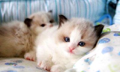 双鱼座有什么特殊之处（双鱼座是什么特征）