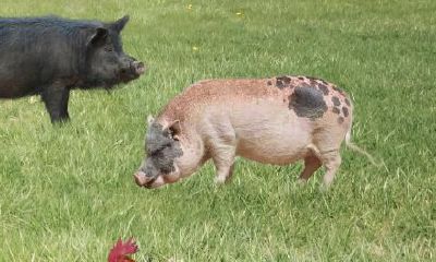 95年猪2023年结婚吉日（2023年男猪女鼠的结婚吉日）