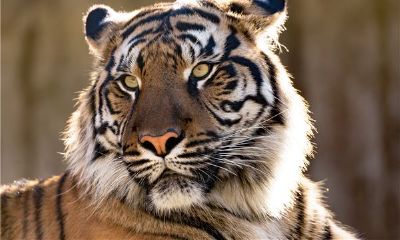 1999年属虎的婚配禁忌（属兔的婚配禁忌）