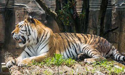 1974年属虎的今年运气如何（七四年属虎的是什么命）