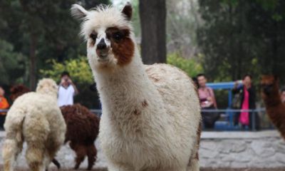 周公解梦梦见羊驼朝自己脸上吐口水是什么情况（属鸡的人和属马的人合得来吗）