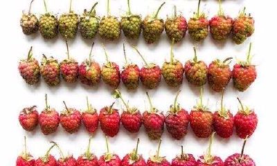 处女座的可怕能量（双鱼座女生性格）