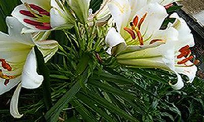 属虎的吉祥植物是什么女（属虎女养什么植物）