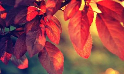 射手女最怕哪个星座（射手座最怕三个星座）