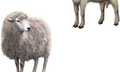 67年属羊女命好不好（67年属羊女晚年状况）