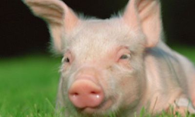 属猪的人名字里最怕什么字（属猪人起名宜忌大全）