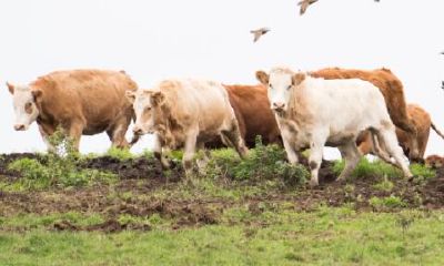 97年属牛男生事业方向（97年属牛男在哪个方向发展）