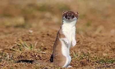 黄大仙真实灵异事件（黄大仙是真的存在吗）