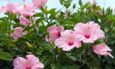 瑾字取名含义是什么（瑾字取名的寓意）