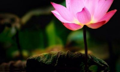 回头无望打一生肖动物（回头望是指什么生肖）