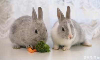 属兔的跟属牛的配不配（属兔与牛配婚姻好不好）